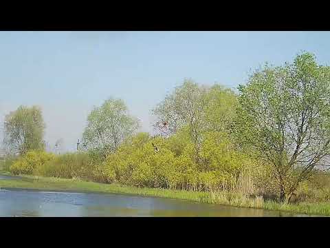 ВСЯ КРАСОТА ОХОТЫ С ПОДСАДНОЙ УТКОЙ НА СЕЛЕЗНЯ Открытие