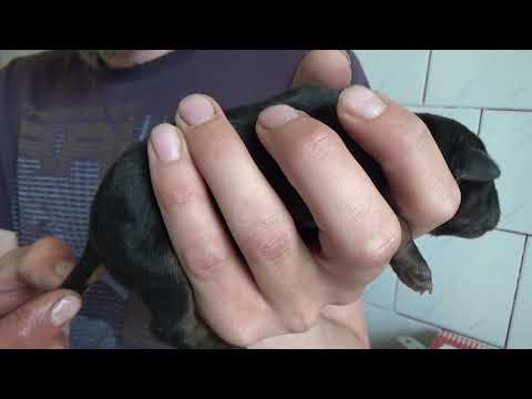 ЯГДТЕРЬЕР ЧИВА РОЖАЕТ ЩЕНКОВ Роды у собаки