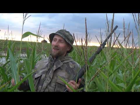 ОХОТА НА УТКУ В КУКУРУЗНОМ ПОЛЕ Супер вечёрка Жареные чирки