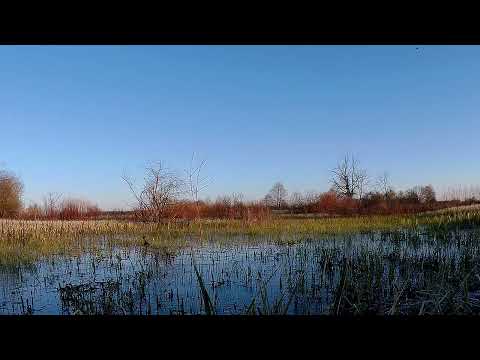 Охота на селезня с подсадной уткой 2017