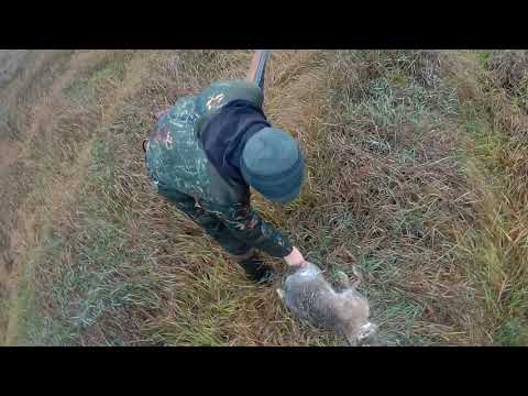 Взял всем по зайцу Охота на зайца 2019 осенью