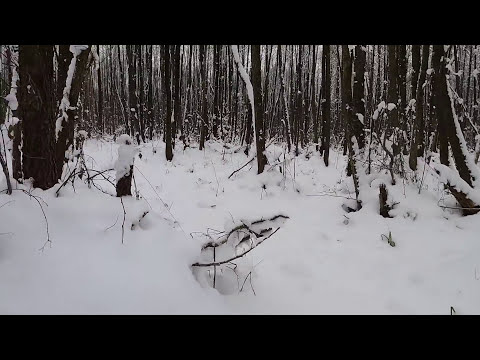 проверка капканов на куницу нежелательный прилов trapping