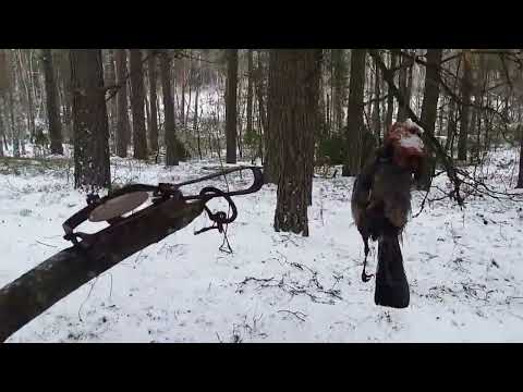 проверка капканов охота на куницу trapping