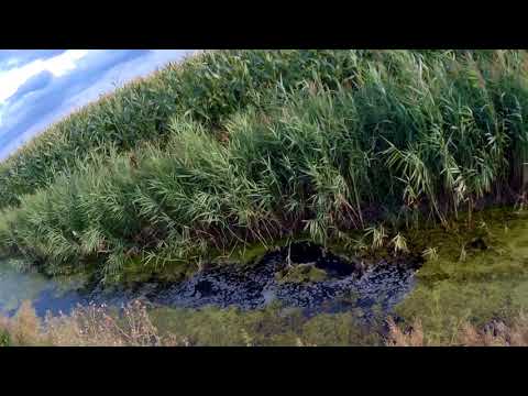 Когда собака молодец ОХОТА НА УТКУ с Чивой duck hunting 21