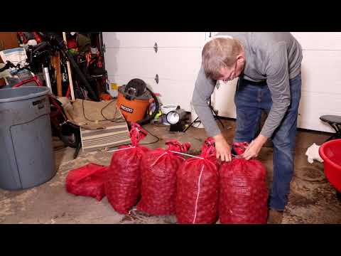 Black Walnuts Harvesting Husking Shelling Cooking 300 lbs