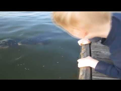 Hand feeding carp at Lake Anna Va
