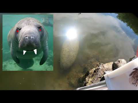 Manatee Eats Venomous Lion Fish