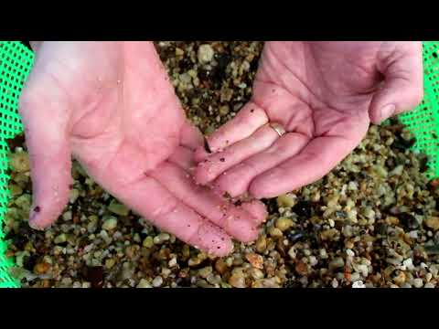 How to find fossils Fossil hunting for shark teeth at