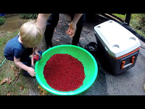 Berry picking and foraging Survival food Autumn olives How