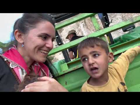 Dağın Gizli Hazineleri Dağ Meyveleri Hasadı