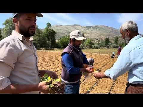 Küçük Bir Kulübede Dokuz Kişilik Yemek Hazırlığı