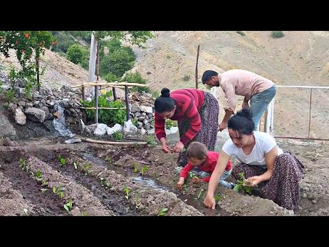 Durmadan Çalışıyoruz Kapı Önü Bahçemizde Dikim Zamanı Çınar