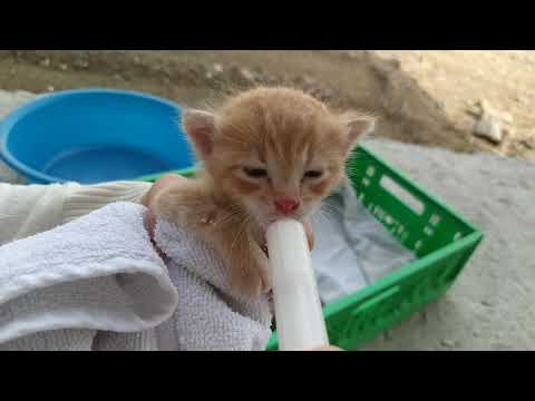 Yavru Kedi Bakımı Nasıl Yapılır Mecbur Kalınmadıkça