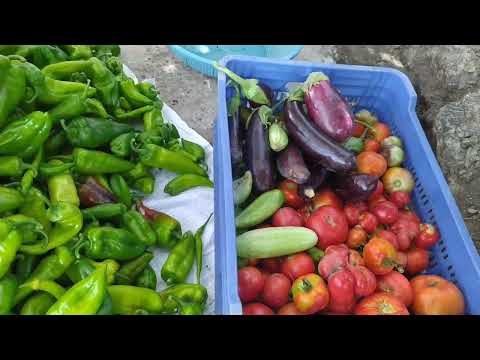 Bahçemdeki Sebzelerimi Topluyorum Kurutmalıklar Kozalak