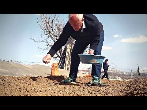 Tütün Sezonu Açıldı Tütün Tohumu Nasıl Ekilir