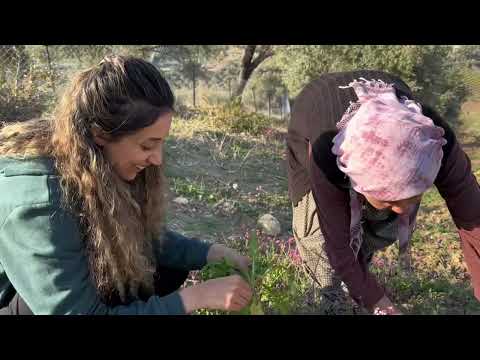 Deniz ve Dağ Manzaralı Köy Evi Dokuz Çeşitli Ot Böreği