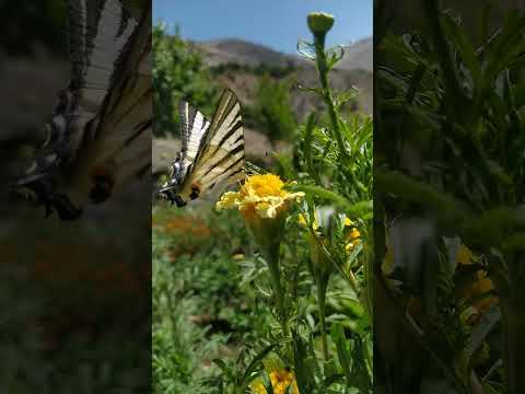 Türkiye de Çok Az Rastlanan Zebra Çatal Kuyruklu Kelebek