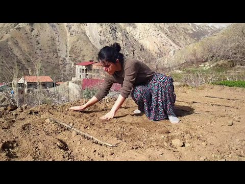 Köyde Hayat Maydanoz Roka Pazı Marul Domates Biber Tohumu