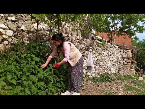 Köyde Yürüyüşe Çıktık Isırgan Otu Doğal Kaynak Suyu Dağ