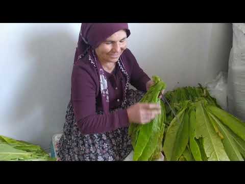 Tütün Nasıl Takılır Tobacco Harvesting Traditional Methods