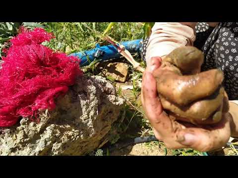 Tütüncünün Pazar Tatili Dört Mevsim İşçilik Köy Hayatı