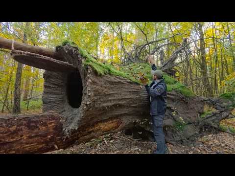 Man Turns FALLEN TREE into a HIDDEN SHELTER Start to Finish