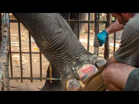 Man Skilfully Trims Elephant Landmine Injury and Foot