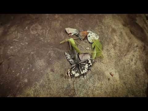 Fishing Big Fish Primitive Technique En İlkel Yöntem İle