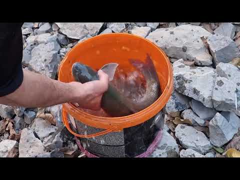 Derede Balık Avı Stream Fishing KÜÇÜK DEREDE BÜYÜK BALIKLAR