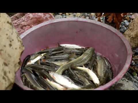 Fishing with Honey Bal ile Balık Avı Muhteşem Balık Avı