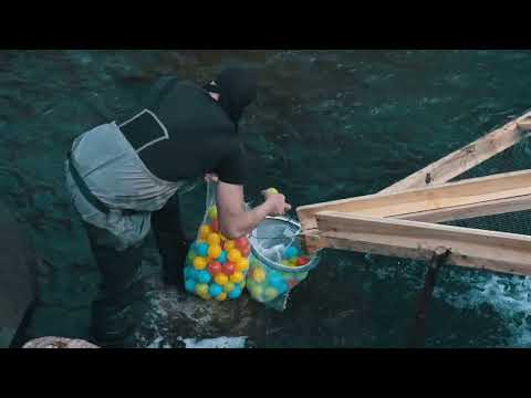 The Simplest Fish Catching Technique 200 kg Fish