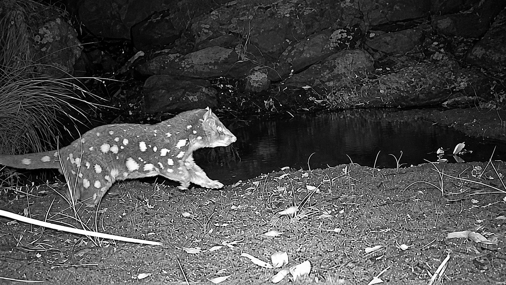 A Rare Spotted Night Visitor at a Quiet Waterhole