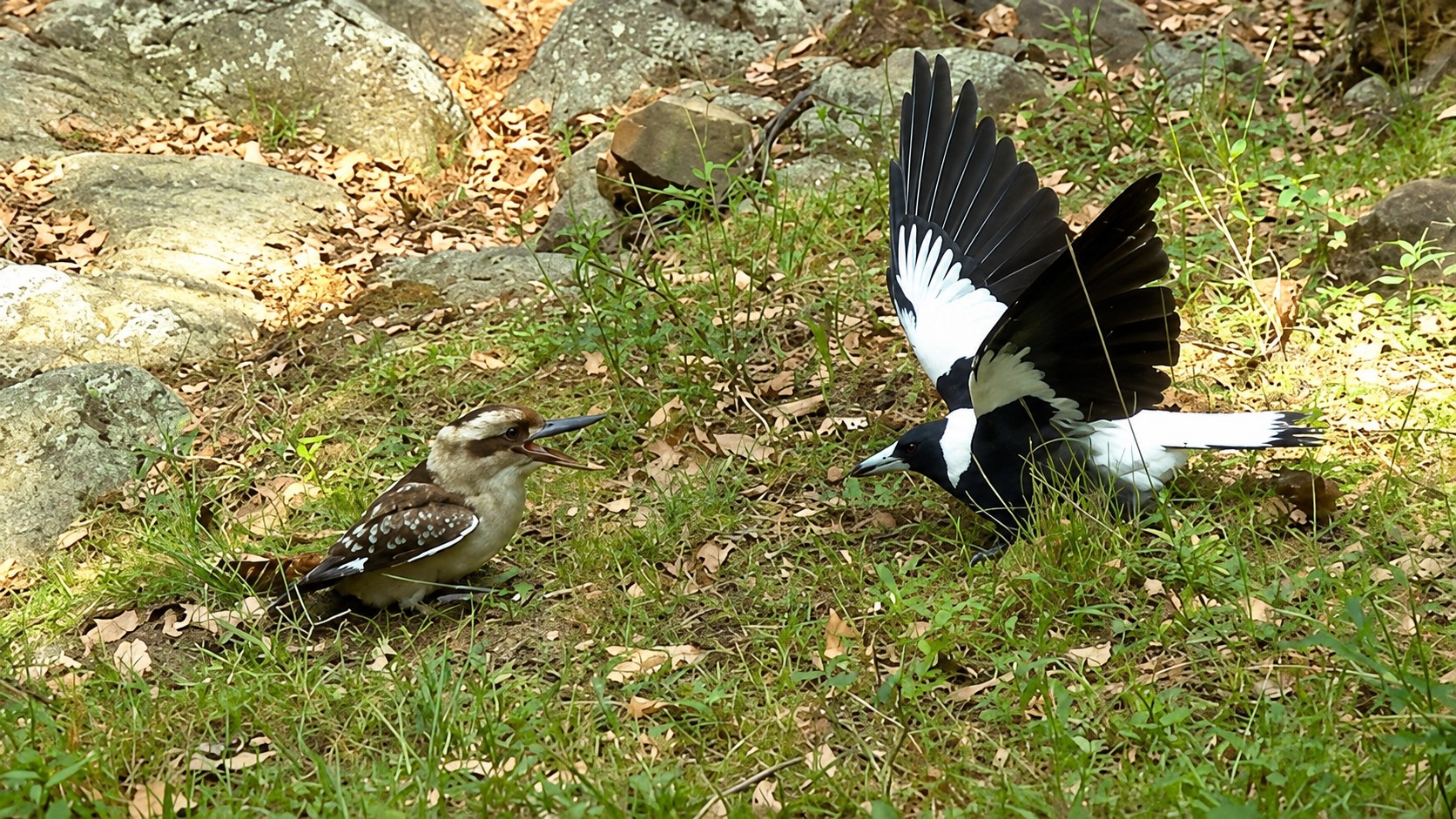 Wildlife Moments You Don t Normally See Australian Bush