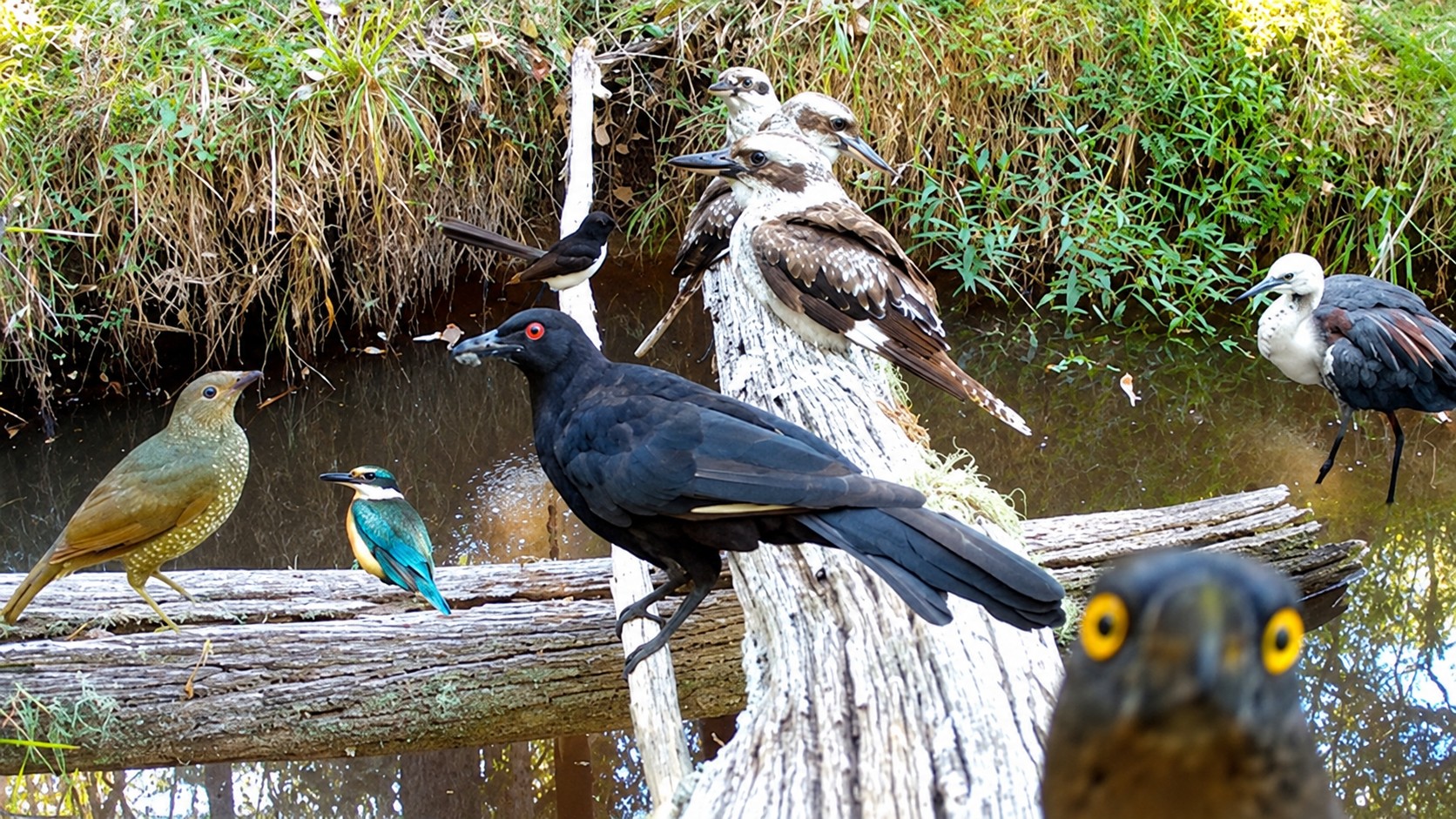 Birdlife at a Bush Log Crossing Australia