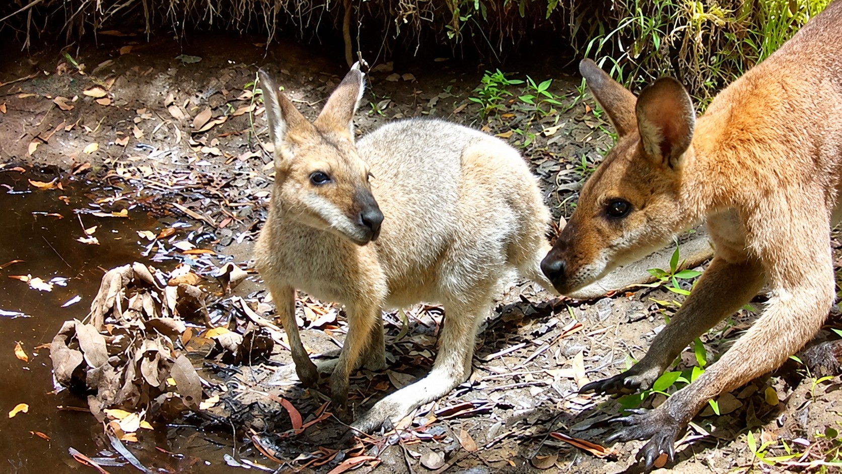 Summer Wildlife at a Seasonal Waterhole Australian Bush