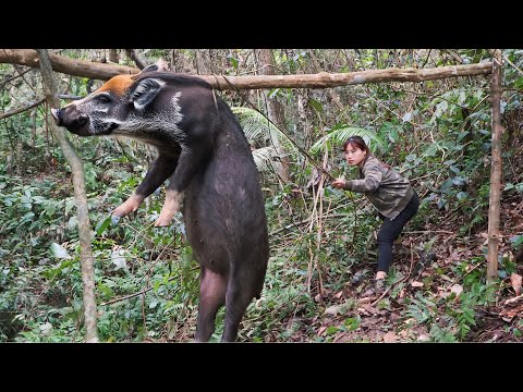 wild boar trapping skills wild mouse trapping perfecting
