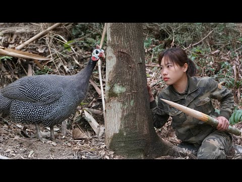 wild pheasant hunting wild pheasant trapping skills animal