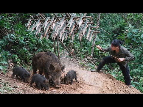 Discovering Wild Boar Signs Quickly Building a Trap to