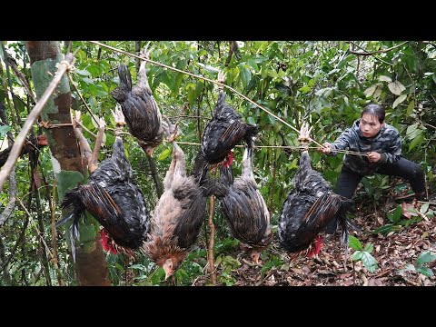 Discovering traces of wild chickens and quickly setting