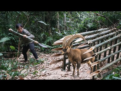 detecting wild goats trap making skills to trap survival