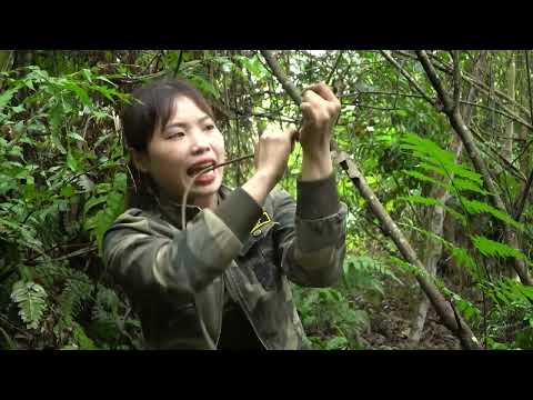 Build shelters survival skills and trap wild boars survival
