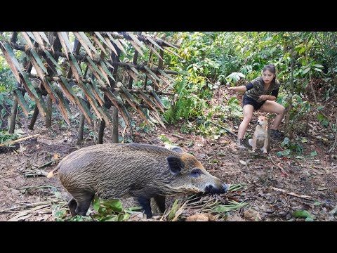 Wild boar falls into trap mysterious person appears in