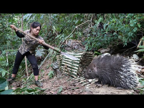 porcupine trapping skills survival in cold winter survival