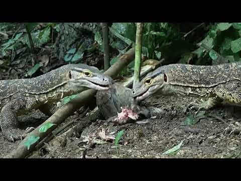 Wilderness survival skills discovering a fierce wild animal