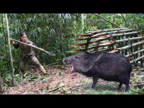 breaking into wild boar s den being attacked by wild boar