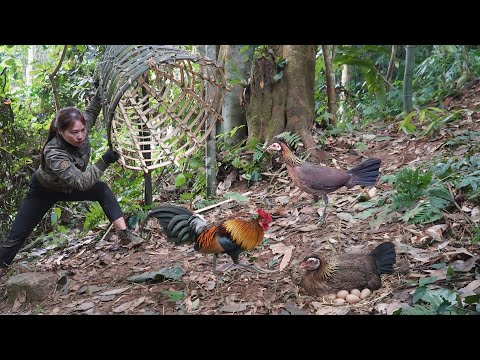 Survival skills discovering jungle fowl tracks and quickly