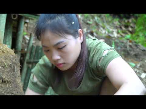 Shelter attacked by wild boar wild boar trapping skills