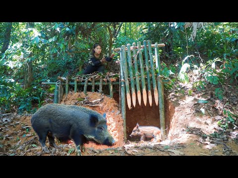 Make a trap cage to trap wild board Wild boar trapping