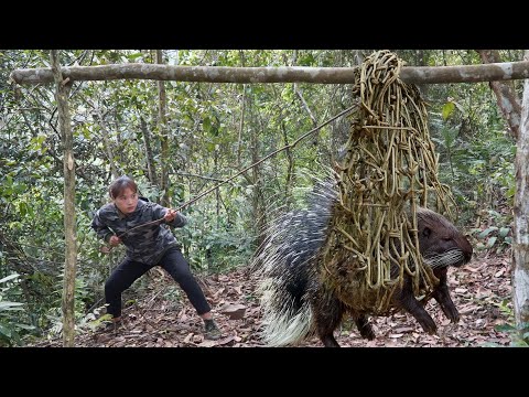 How to set traps for wild porcupines in the wilderness and