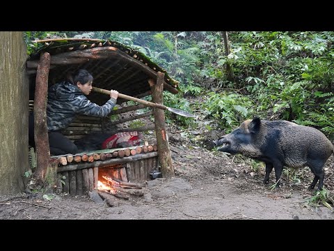 Building a Cozy Shelter for the Harsh Winter Wild Boar